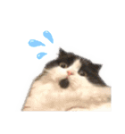 ピゲ様 2（個別スタンプ：15）