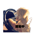 チワプーの福です♥2（個別スタンプ：3）