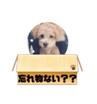 チワプーの福です♥2（個別スタンプ：4）