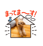 チワプーの福です♥2（個別スタンプ：5）