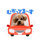 チワプーの福です♥2（個別スタンプ：6）