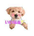 チワプーの福です♥2（個別スタンプ：7）