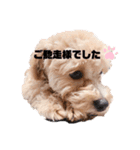 チワプーの福です♥2（個別スタンプ：8）