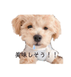 チワプーの福です♥2（個別スタンプ：9）