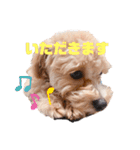 チワプーの福です♥2（個別スタンプ：10）