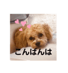 チワプーの福です♥2（個別スタンプ：12）