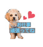 チワプーの福です♥2（個別スタンプ：15）