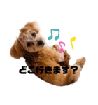チワプーの福です♥2（個別スタンプ：17）