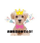 チワプーの福です♥2（個別スタンプ：18）