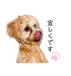 チワプーの福です♥2（個別スタンプ：20）