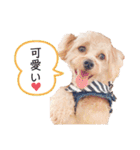 チワプーの福です♥2（個別スタンプ：21）
