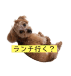 チワプーの福です♥2（個別スタンプ：22）