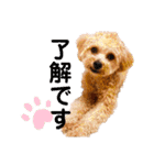 チワプーの福です♥2（個別スタンプ：24）