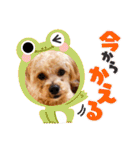 チワプーの福です♥2（個別スタンプ：26）
