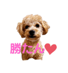 チワプーの福です♥2（個別スタンプ：27）