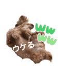 チワプーの福です♥2（個別スタンプ：31）