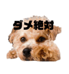 チワプーの福です♥2（個別スタンプ：32）