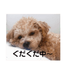 チワプーの福です♥2（個別スタンプ：35）