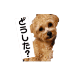 チワプーの福です♥2（個別スタンプ：37）