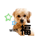 チワプーの福です♥2（個別スタンプ：38）
