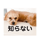 チワプーの福です♥2（個別スタンプ：39）