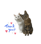 キジトラくまちゃんとしろねこしーちゃん（個別スタンプ：1）