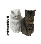 キジトラくまちゃんとしろねこしーちゃん（個別スタンプ：2）