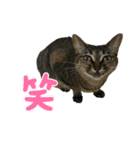 キジトラくまちゃんとしろねこしーちゃん（個別スタンプ：3）