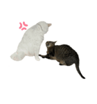 キジトラくまちゃんとしろねこしーちゃん（個別スタンプ：4）