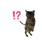 キジトラくまちゃんとしろねこしーちゃん（個別スタンプ：5）