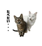 キジトラくまちゃんとしろねこしーちゃん（個別スタンプ：8）