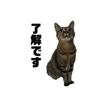 キジトラくまちゃんとしろねこしーちゃん（個別スタンプ：11）