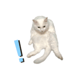 キジトラくまちゃんとしろねこしーちゃん（個別スタンプ：12）