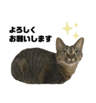 キジトラくまちゃんとしろねこしーちゃん（個別スタンプ：13）