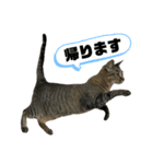 キジトラくまちゃんとしろねこしーちゃん（個別スタンプ：14）