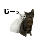 キジトラくまちゃんとしろねこしーちゃん（個別スタンプ：15）