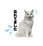 キジトラくまちゃんとしろねこしーちゃん（個別スタンプ：16）