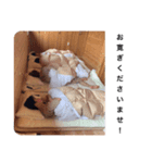 銀髪のこぼれ玉（個別スタンプ：2）