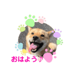 いわき犬猫の保護犬ちゃん達（個別スタンプ：1）