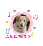 いわき犬猫の保護犬ちゃん達（個別スタンプ：2）
