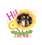 いわき犬猫の保護犬ちゃん達（個別スタンプ：3）