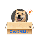 いわき犬猫の保護犬ちゃん達（個別スタンプ：4）