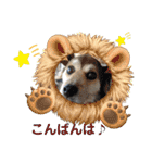 いわき犬猫の保護犬ちゃん達（個別スタンプ：5）