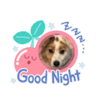 いわき犬猫の保護犬ちゃん達（個別スタンプ：7）