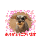 いわき犬猫の保護犬ちゃん達（個別スタンプ：8）