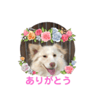 いわき犬猫の保護犬ちゃん達（個別スタンプ：9）