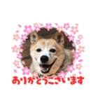 いわき犬猫の保護犬ちゃん達（個別スタンプ：10）