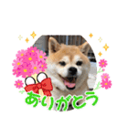 いわき犬猫の保護犬ちゃん達（個別スタンプ：11）
