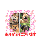 いわき犬猫の保護犬ちゃん達（個別スタンプ：12）