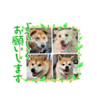 いわき犬猫の保護犬ちゃん達（個別スタンプ：14）